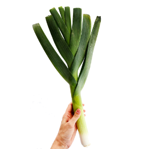 LEEK
