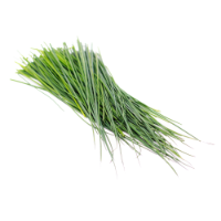 CHIVE